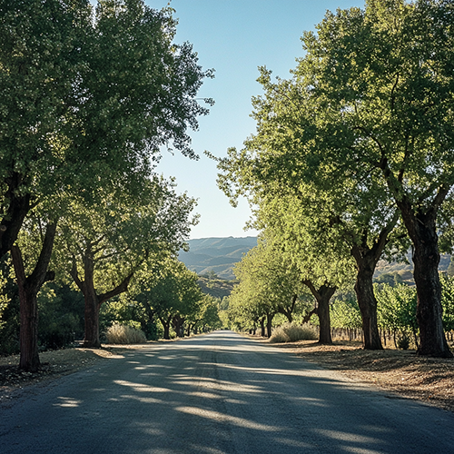 Producer Image 1